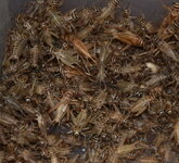 Cvrček - střední - domácí -5l