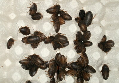 Šváb Argentínský (Blaptica dubia)  1L