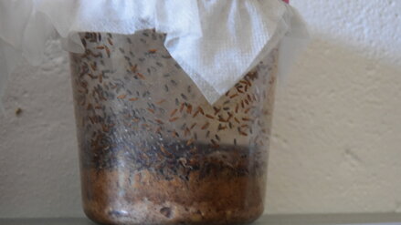 Octomilka velká - Drosophila Funebris