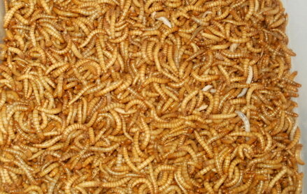 Moučný červ malý  (0,5- 1cm) 1l